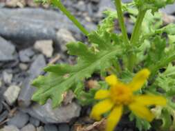 Plancia ëd Senecio leucanthemifolius subsp. caucasicus (DC.) Greuter