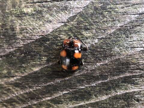 Слика од Mycetina perpulchra (Newman 1838)