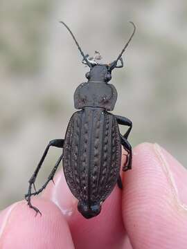 Image of Carabus (Carabus) granulatus granulatus Linnaeus 1758