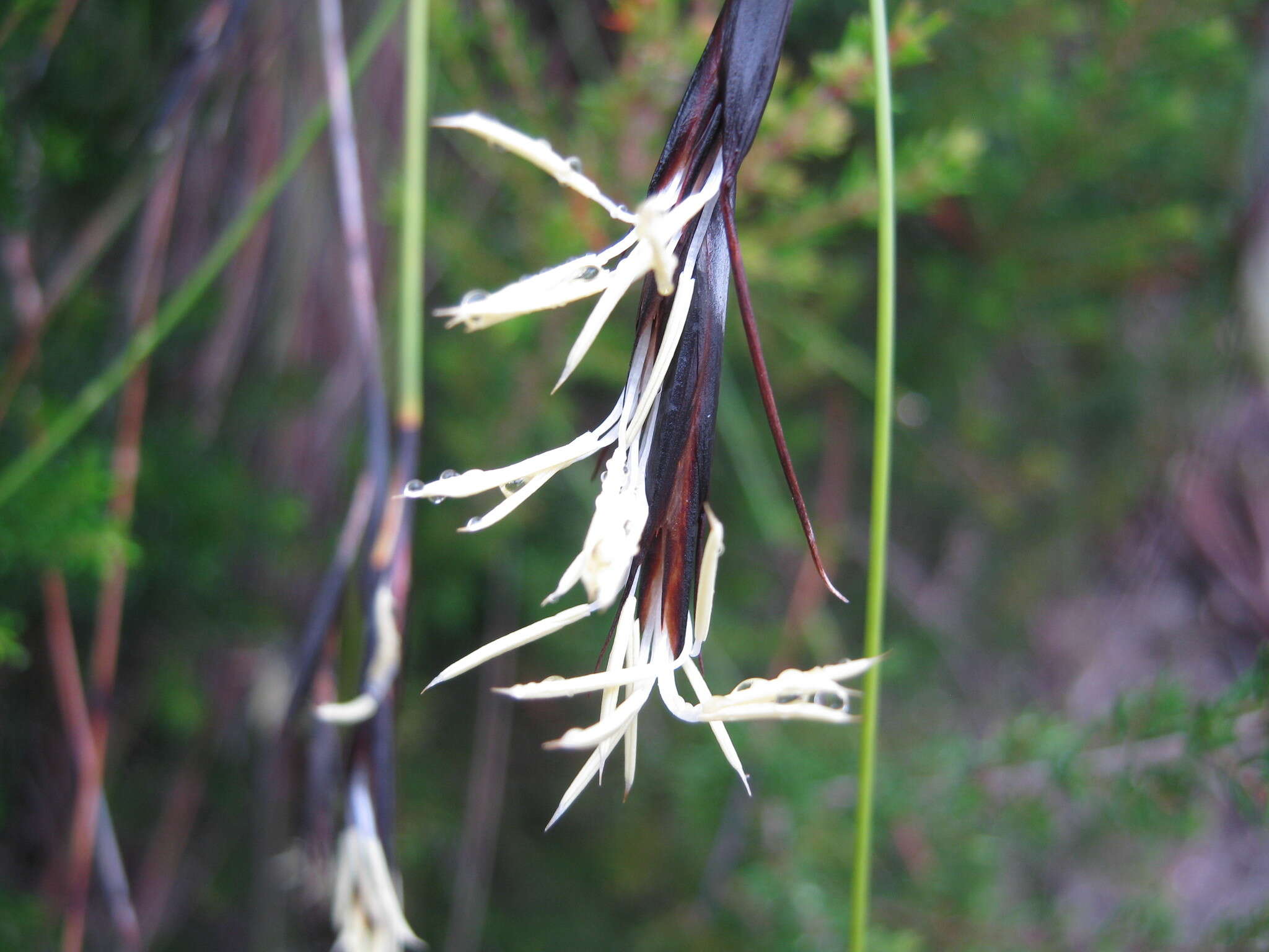 Image of Lepidosperma carphoides F. Muell. ex Benth.