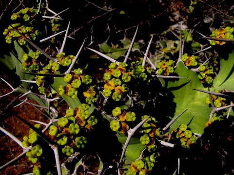 Image de Euphorbia grandicornis Blanc