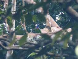 Image of Red-crowned Barbet