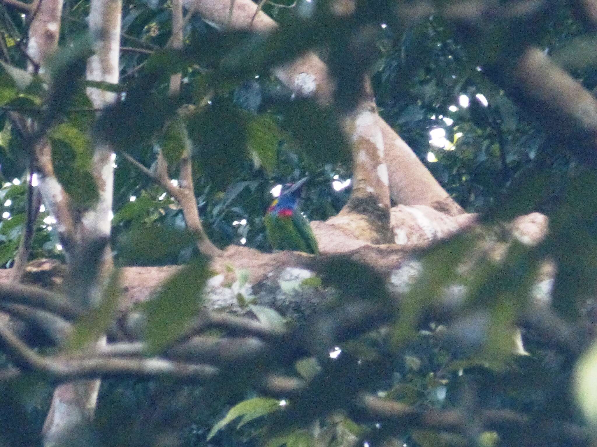 Image of Red-crowned Barbet