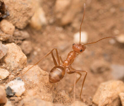 Image of Myrmecocystus wheeleri Snelling 1971