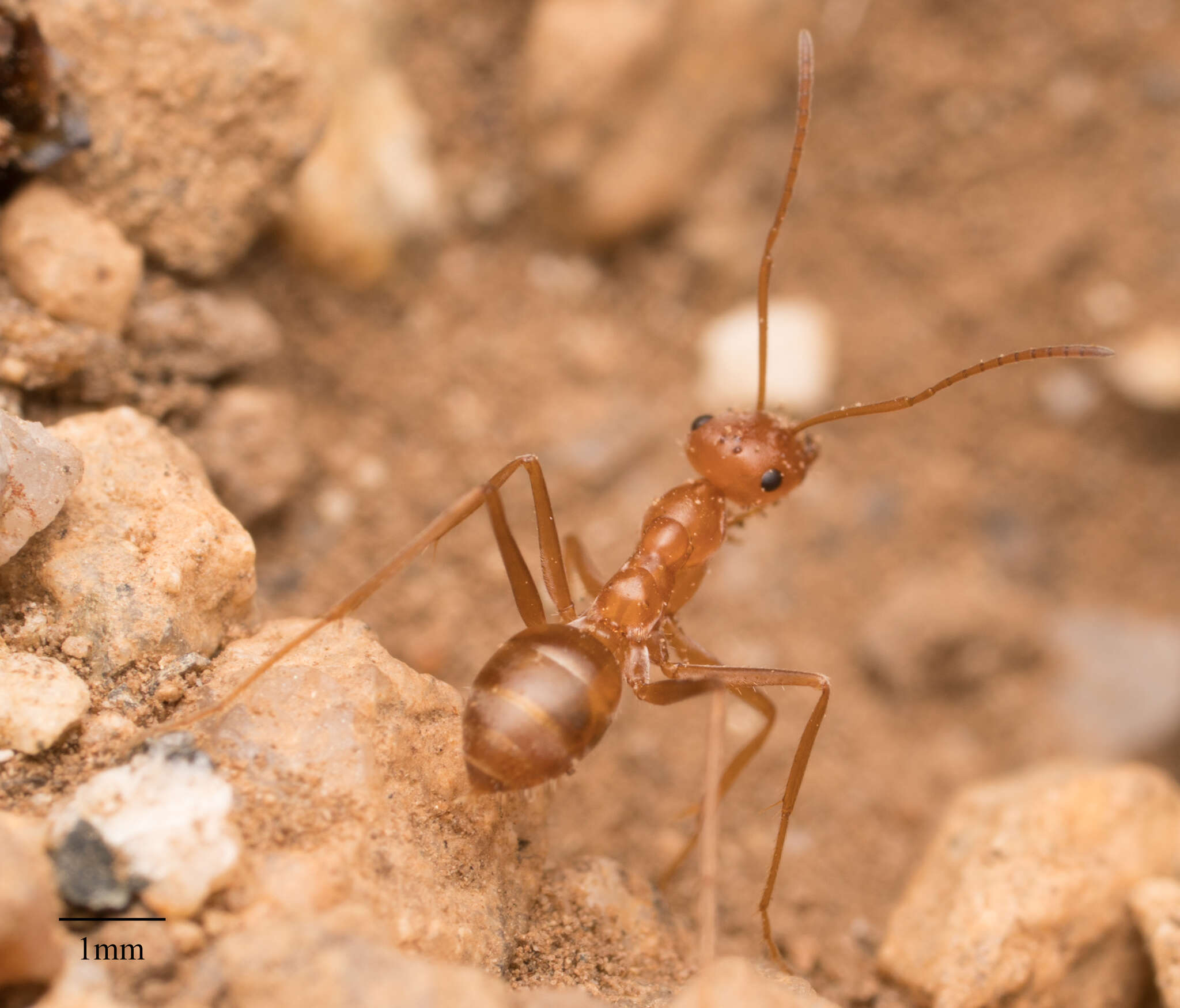 Image of Myrmecocystus wheeleri Snelling 1971