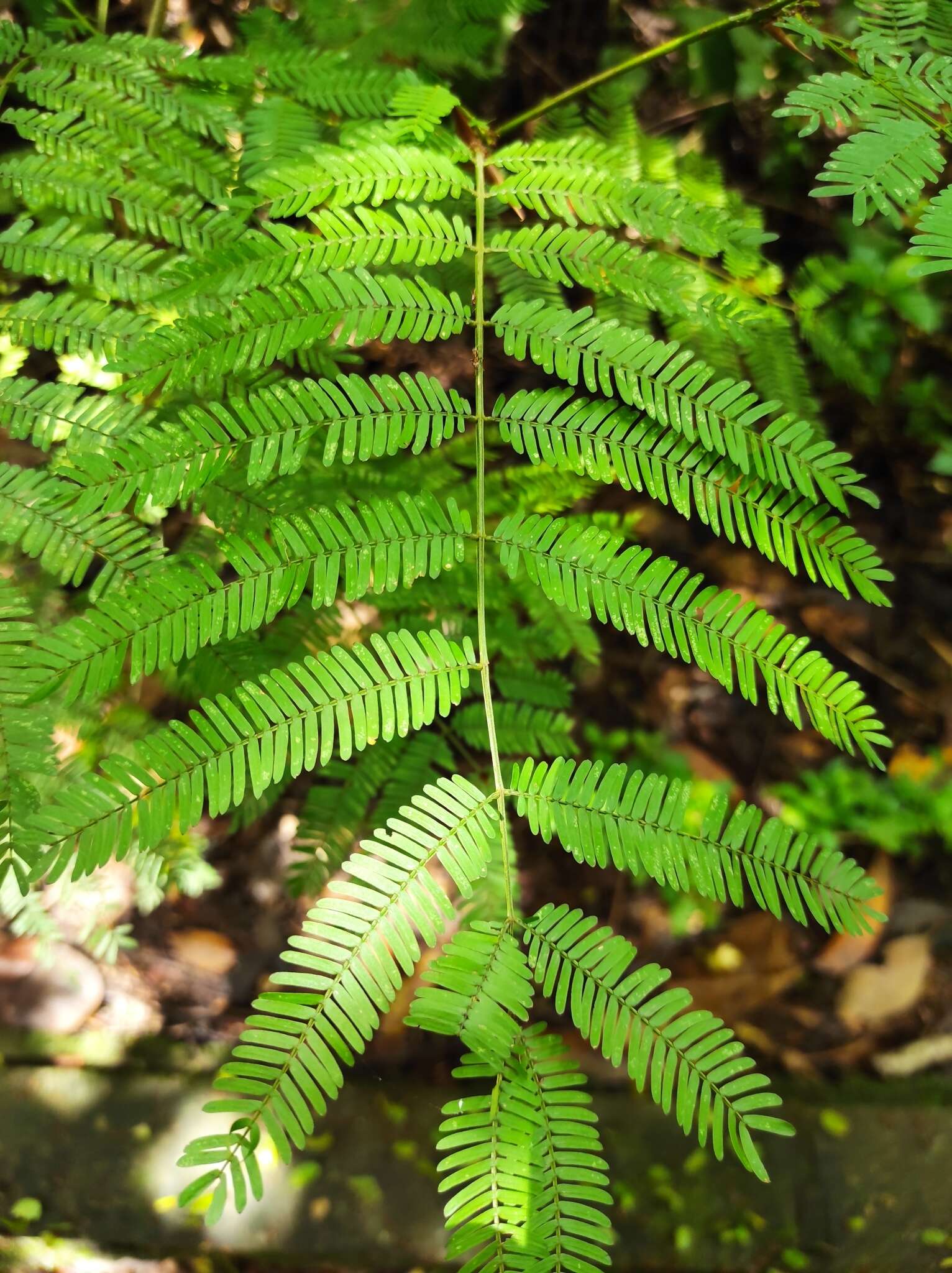 Image of bull horn acacia