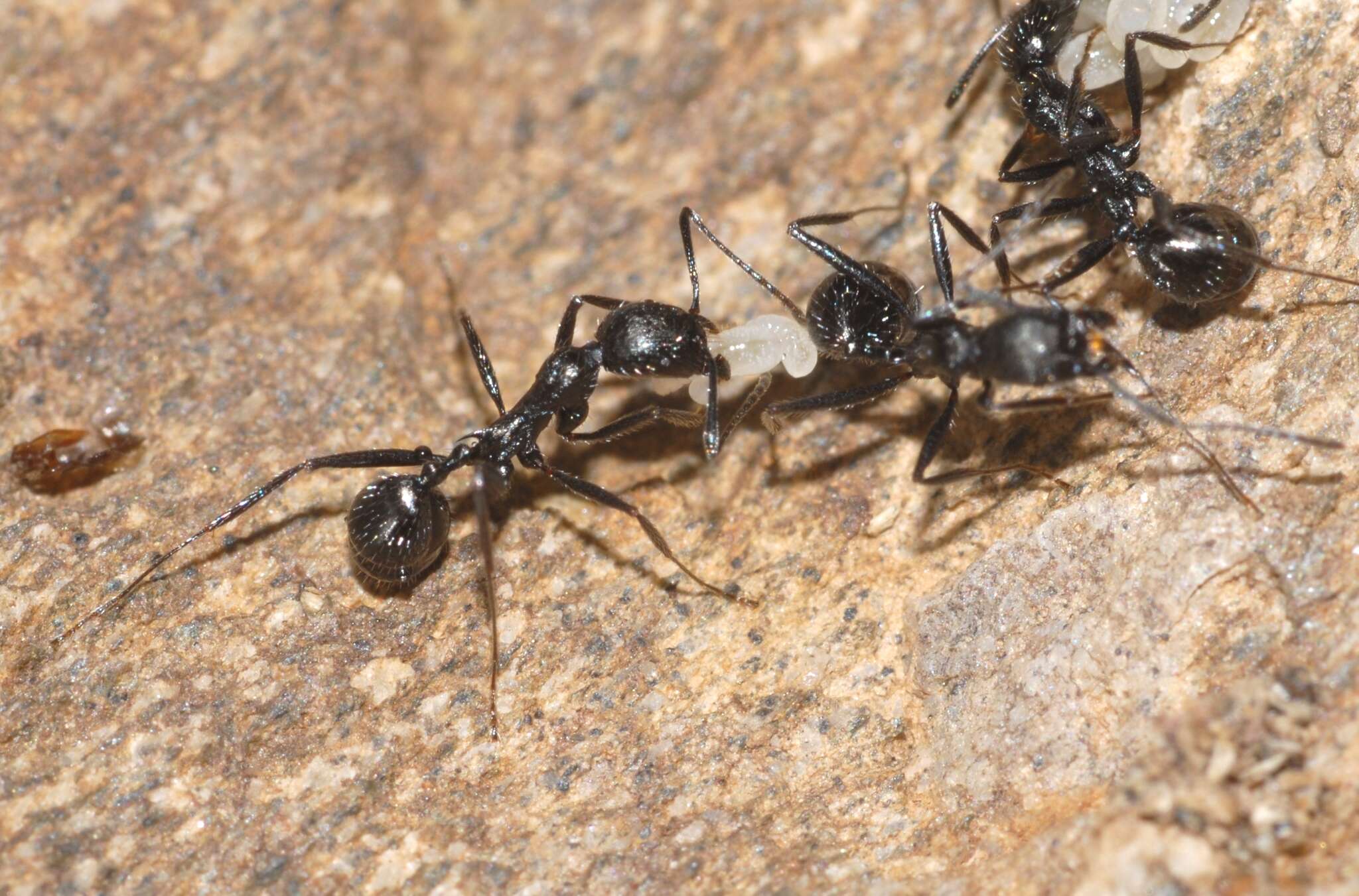 Image of Aphaenogaster spinosa Emery 1878