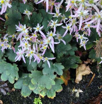 Image of Saxifraga fortunei Hook.