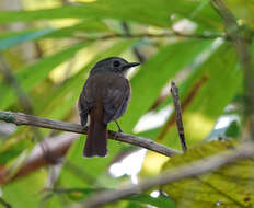 Image of Pale-chinned Blue Flycatcher