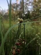 Image of American Halfchaff Sedge