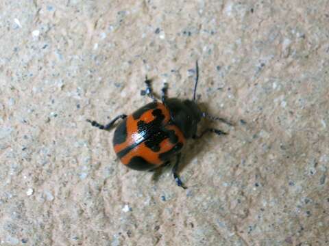 Image of Swamp Milkweed Leaf Beetle