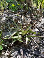 Image of Sansevieria aethiopica Thunb.