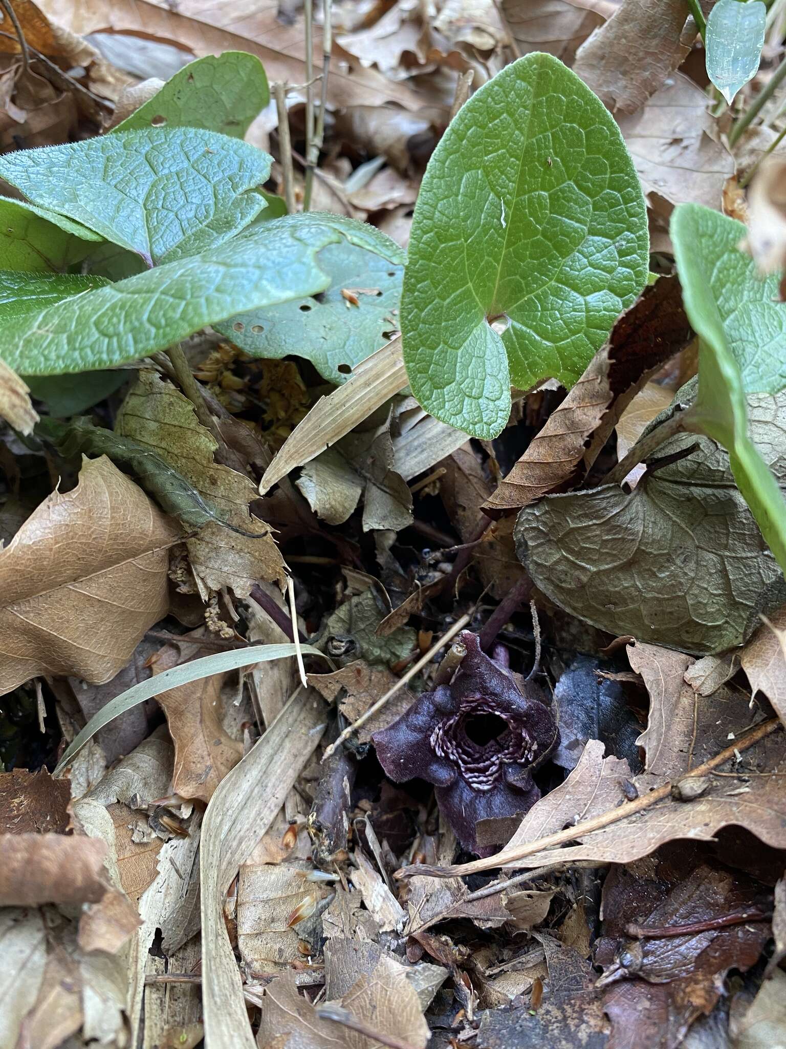 Image de Asarum tamaense Makino