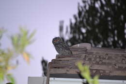 Image of Western Screech Owl