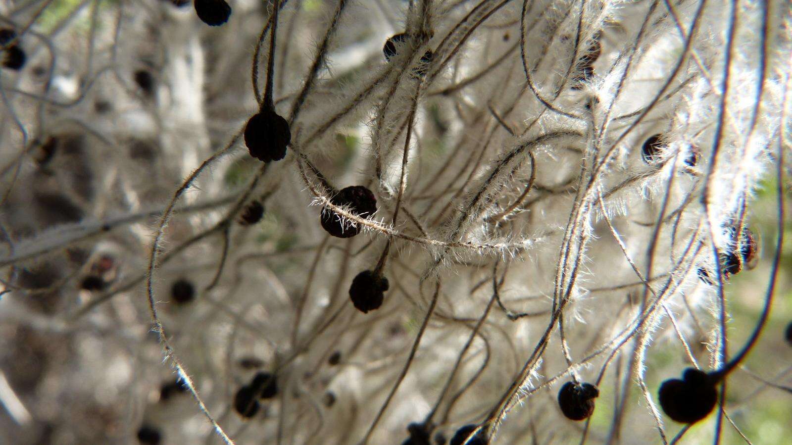 Image of Galium tomentosum Thunb.