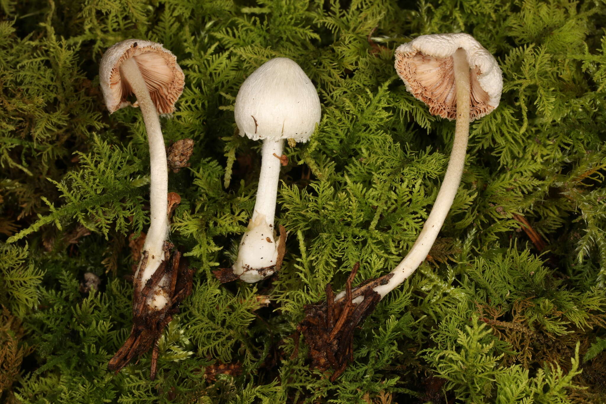 Image of Volvariella hypopithys (Fr.) Shaffer 1957