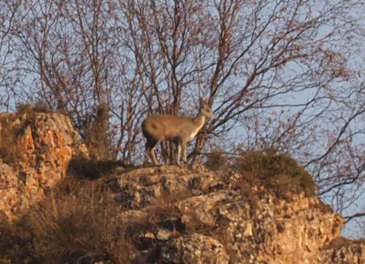 Imagem de Moschus chrysogaster (Hodgson 1839)