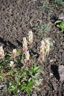 Image of Castilleja pallida subsp. pavlovii (Rebr.) A. & D. Löve