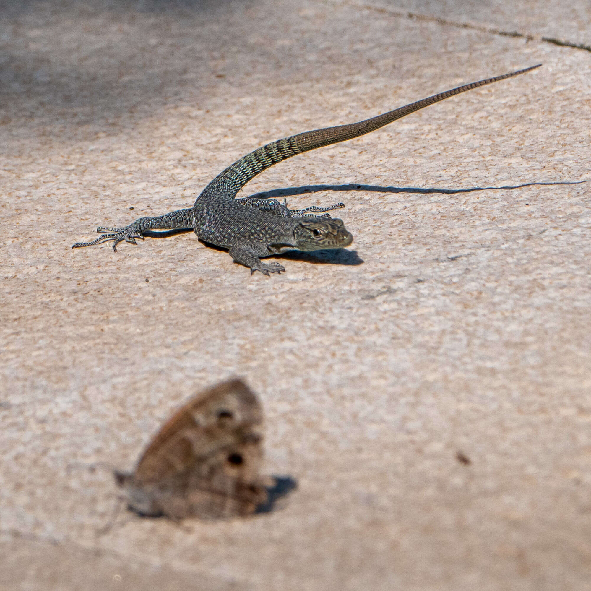 Image of Sharp-snouted Rock Lizard