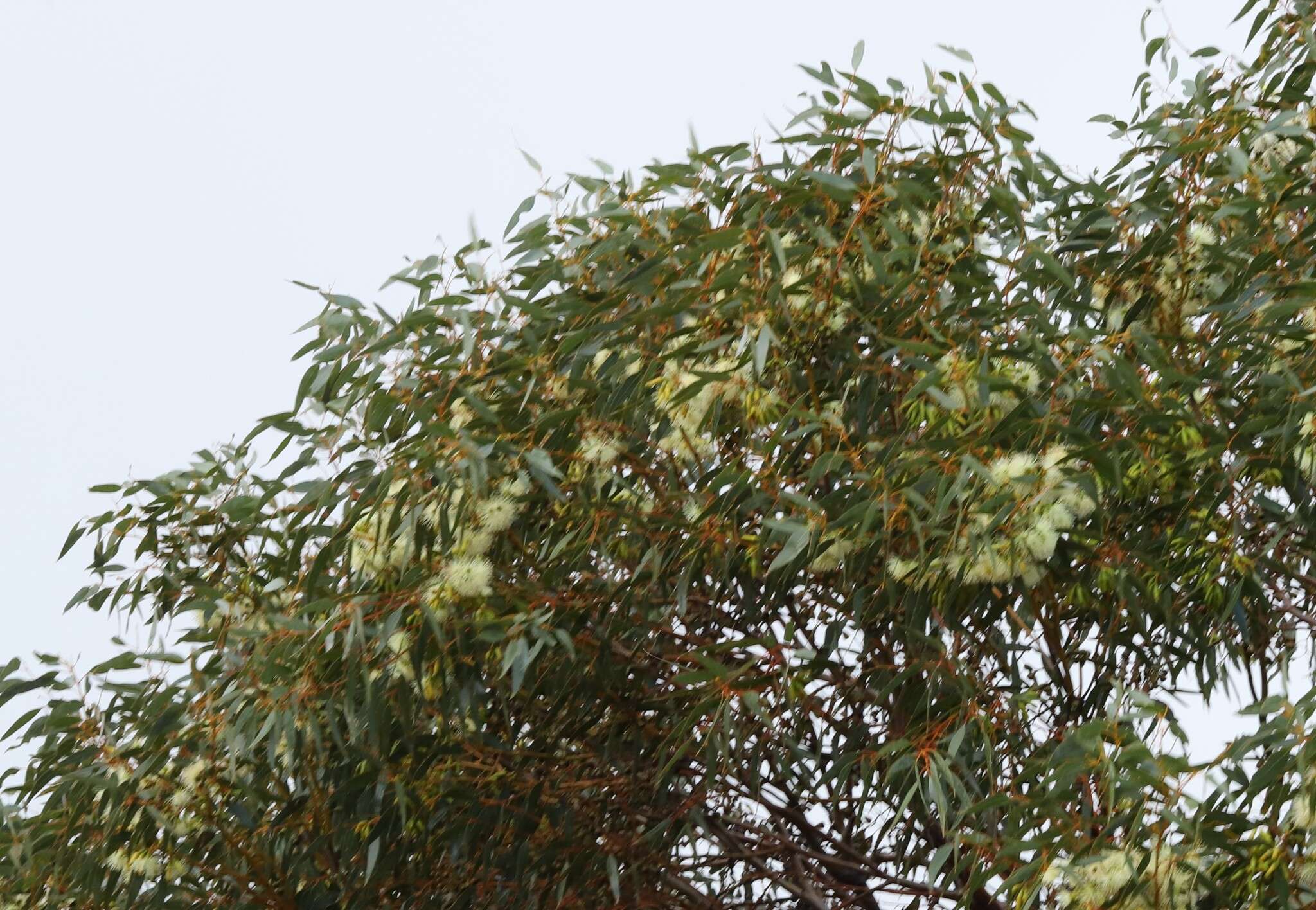 Image of Eucalyptus diminuta Brooker & Hopper