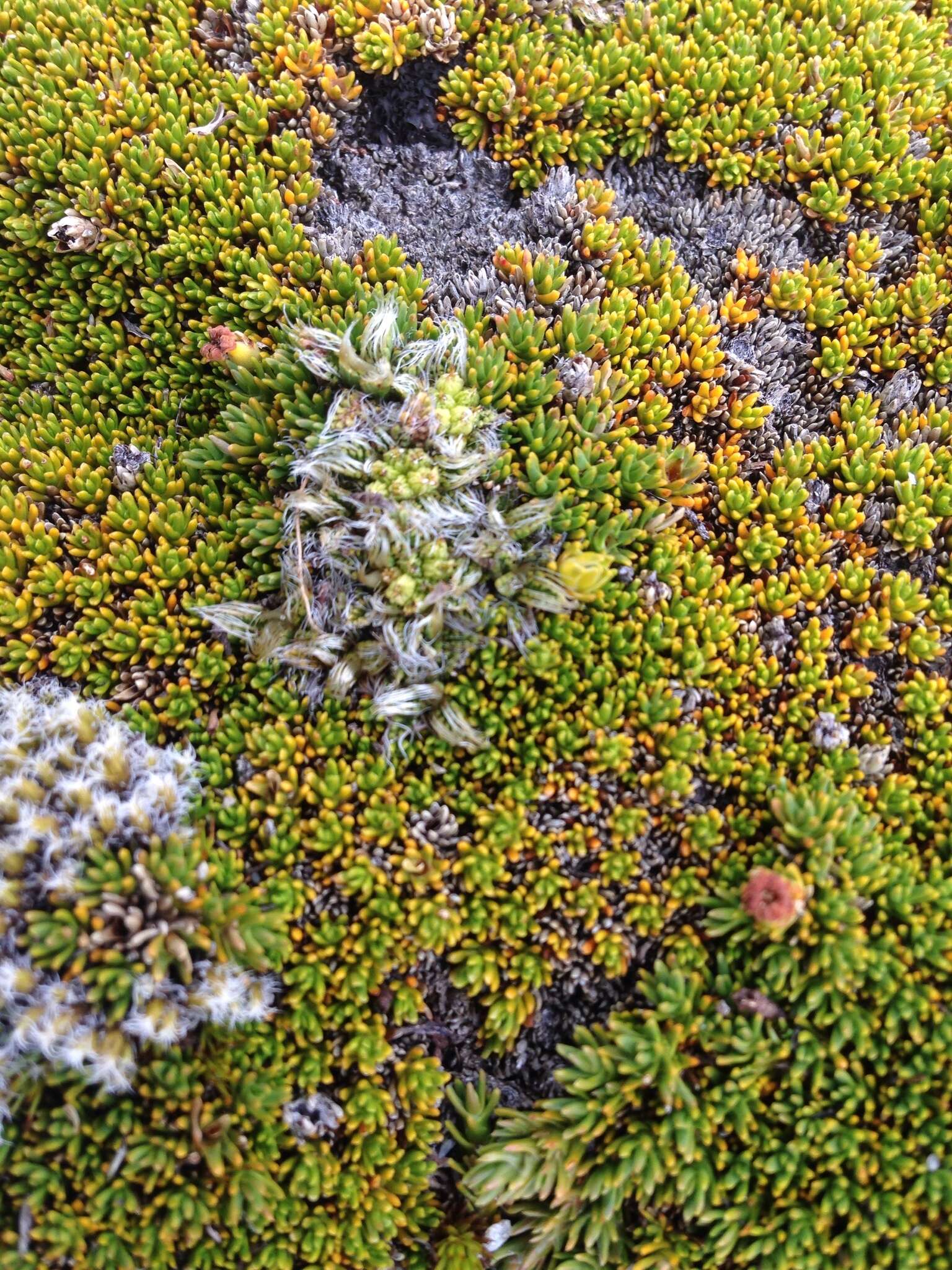 Anisotome imbricata (Hook. fil.) Cockayne的圖片