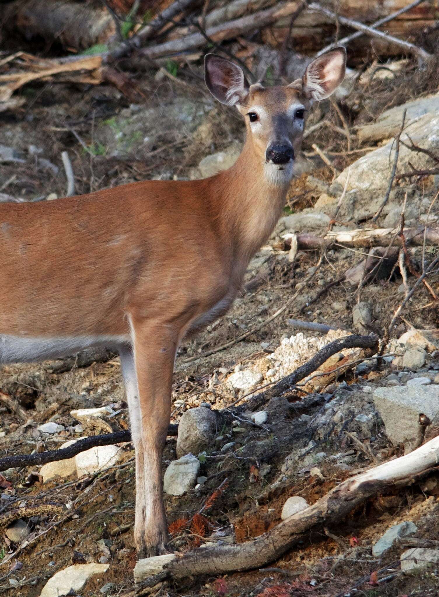 Image of Odocoileus virginianus borealis Miller 1900