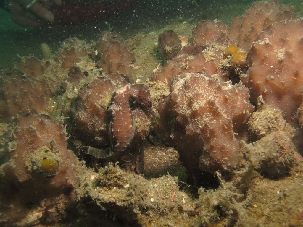 Image of Flat-faced Seahorse