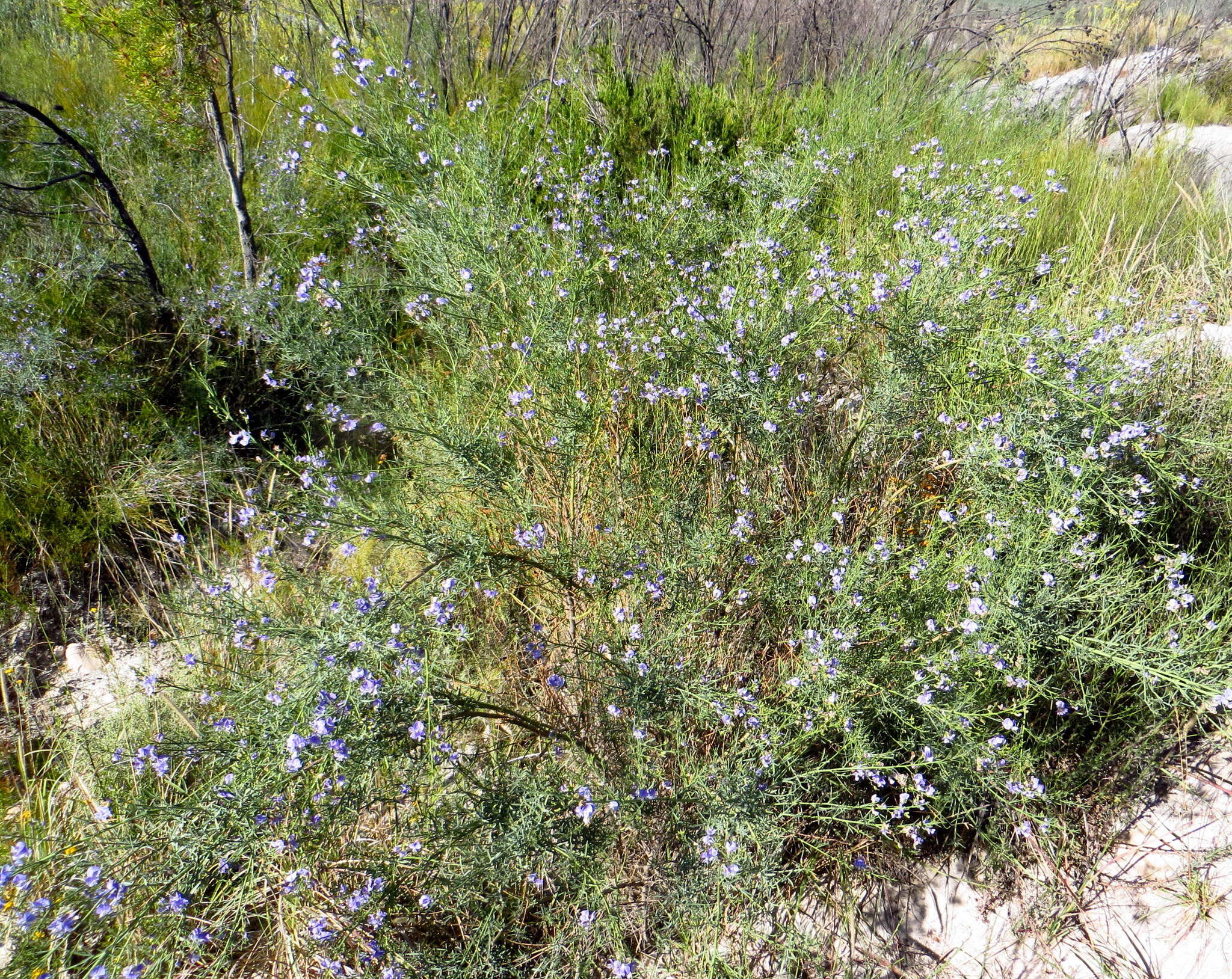 Image de Psoralea verrucosa Willd.