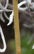 Image of Holothrix grandiflora (Sond.) Rchb. fil.