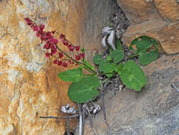 Слика од Rumex cordatus Desf.