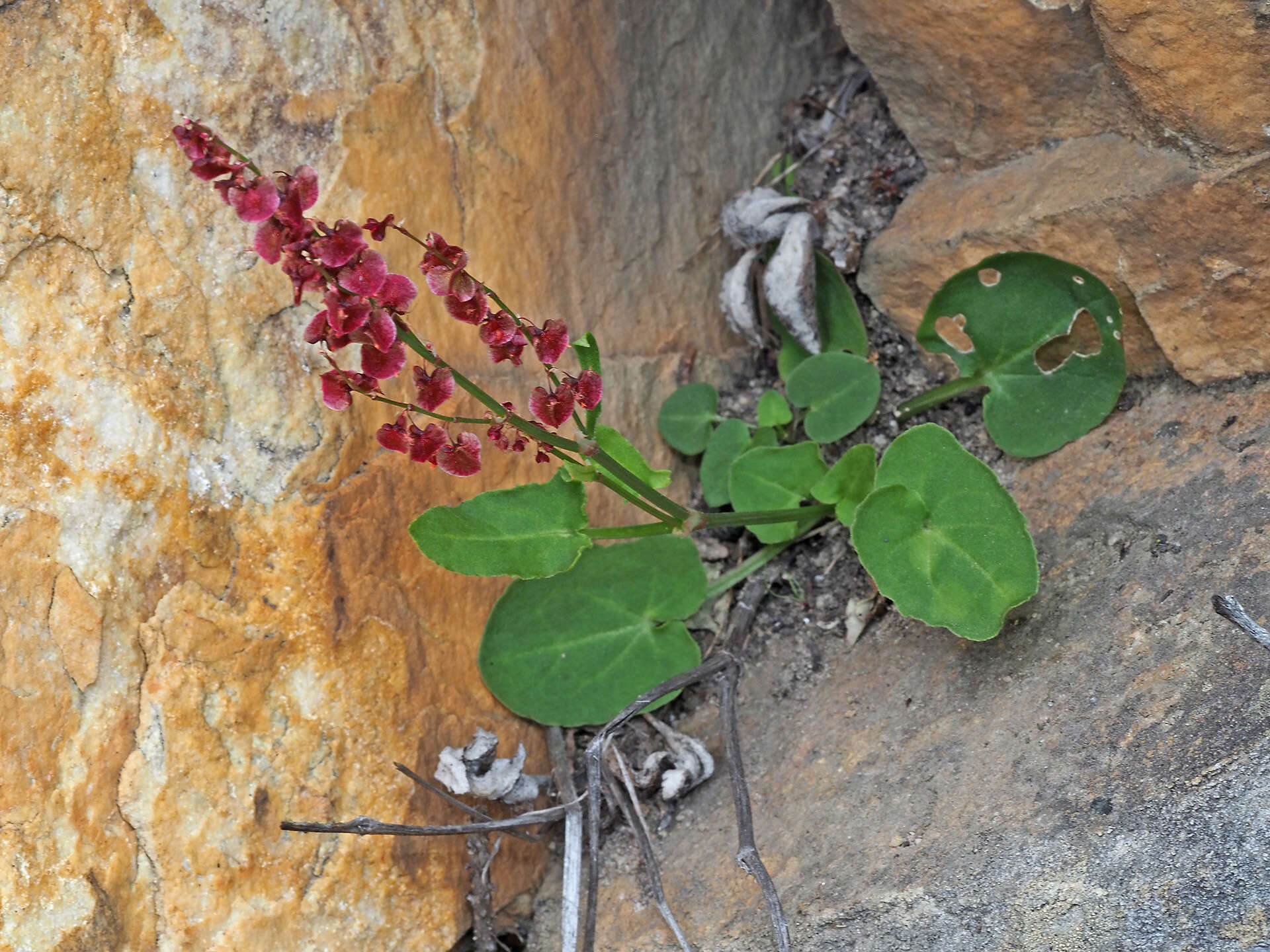 Слика од Rumex cordatus Desf.