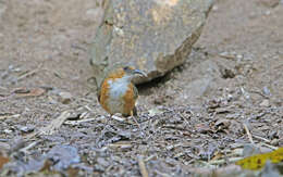 Image of Rusty-cheeked Scimitar Babbler