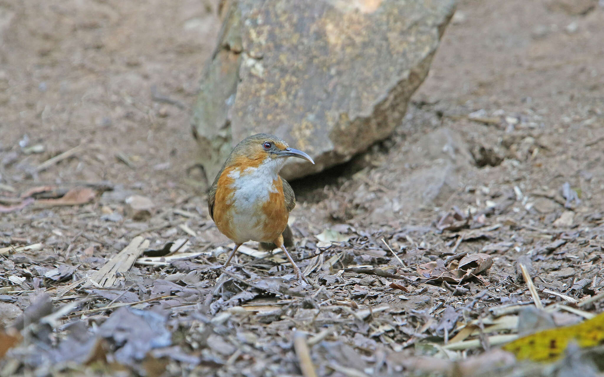 Image of Rusty-cheeked Scimitar Babbler
