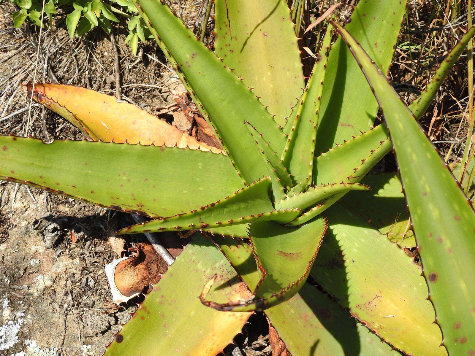 Image of Aloe affinis A. Berger