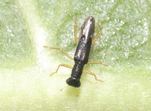 Image of Isohydnocera curtipennis (Newman 1840)