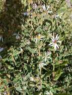 Image of gray aster