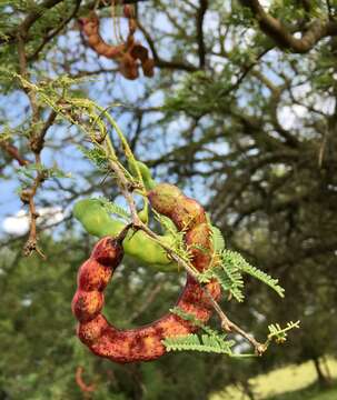 Image of Prosopis affinis Spreng.