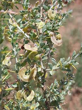 Imagem de Indigofera circinnata Harv.