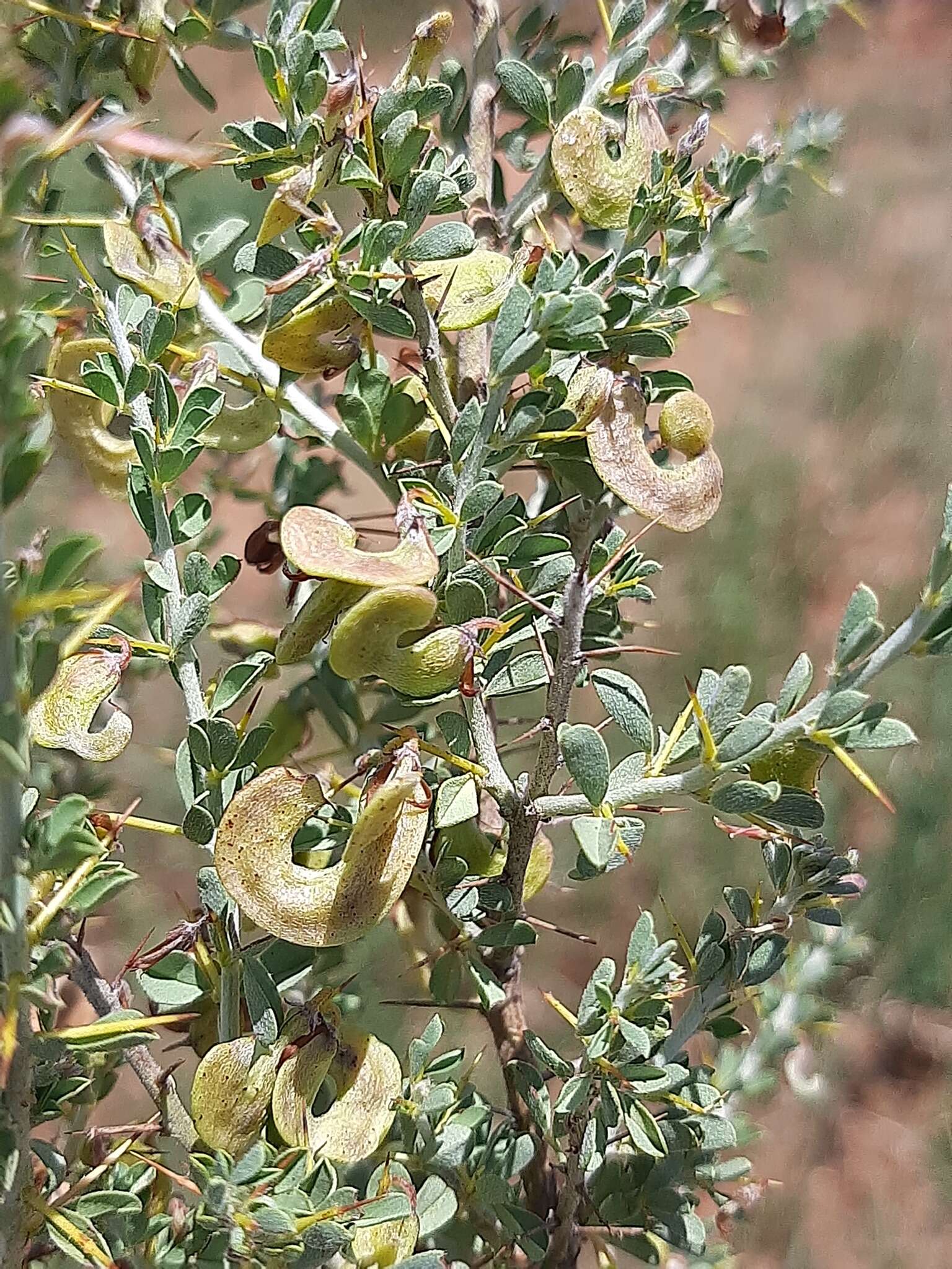 Image of Indigofera circinnata Harv.