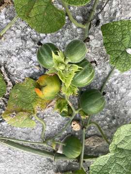 Image of Trichosanthes scabra Lour.