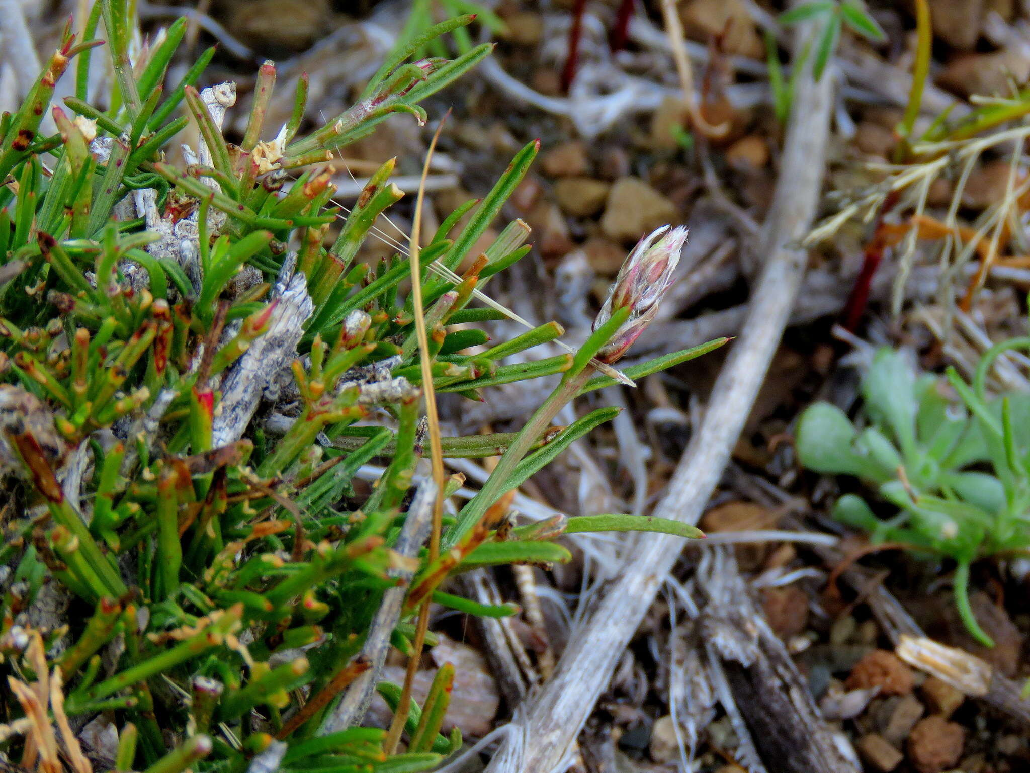 Image of Sericocoma avolans Fenzl