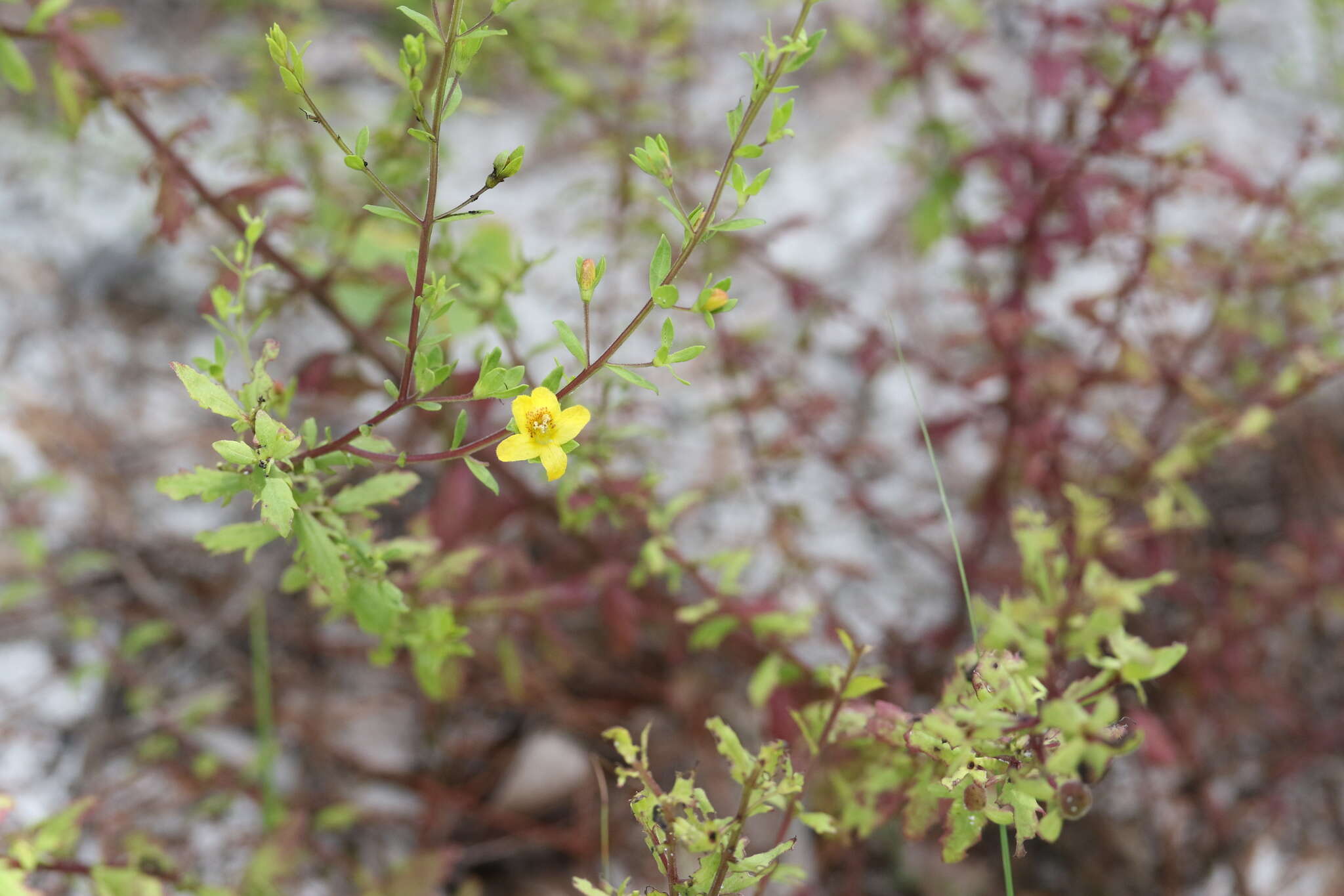 Image of piedmont blacksenna