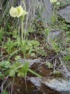 Image de Pterygodium platypetalum Lindl.