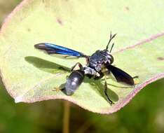 Imagem de Physocephala floridana Camras 1957