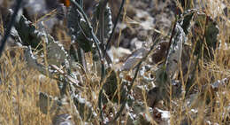 Image of protruding buckwheat