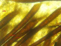 Image of Scutellinia colensoi Massee ex Le Gal 1967