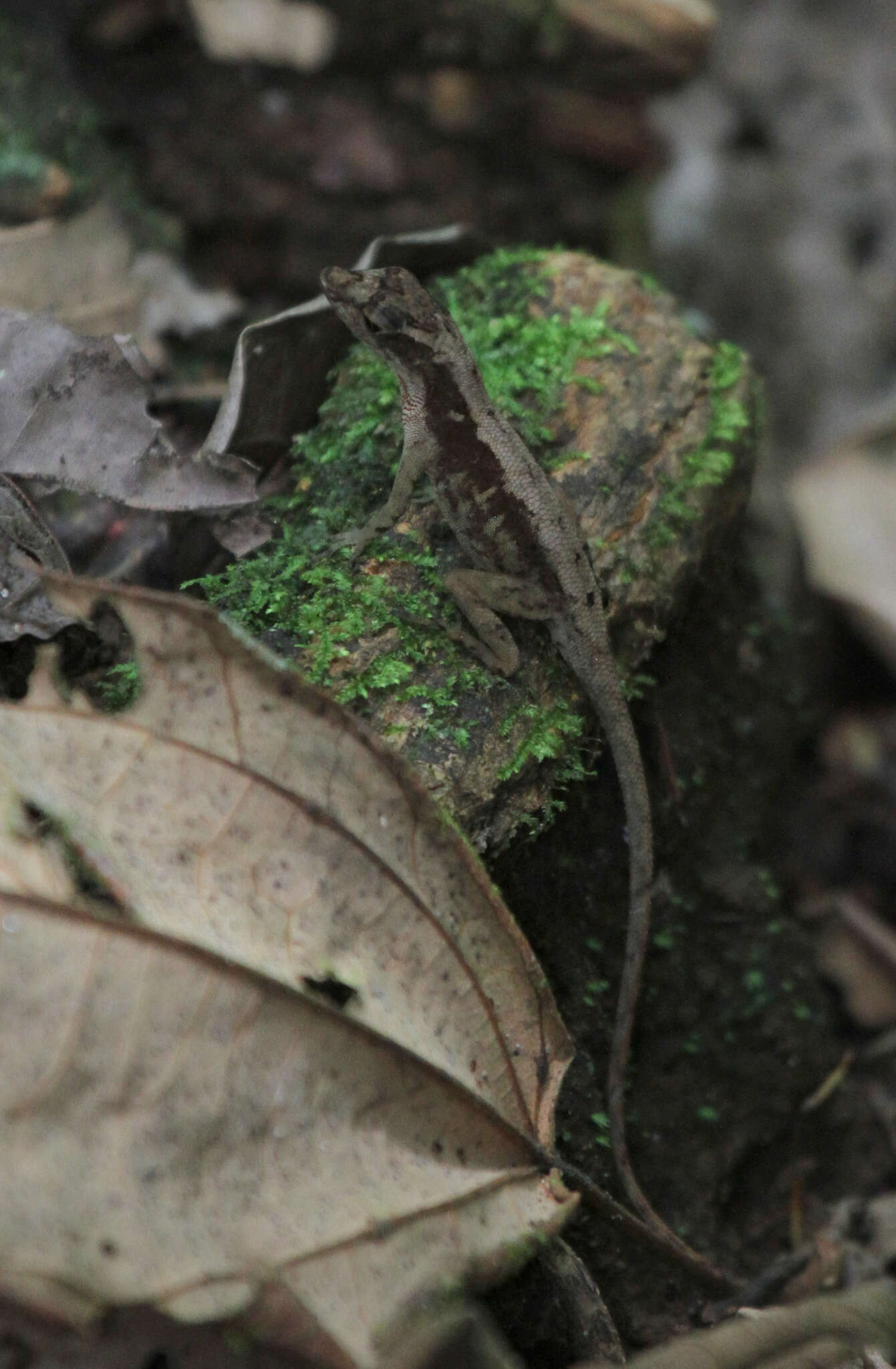 Image of Humble Anole