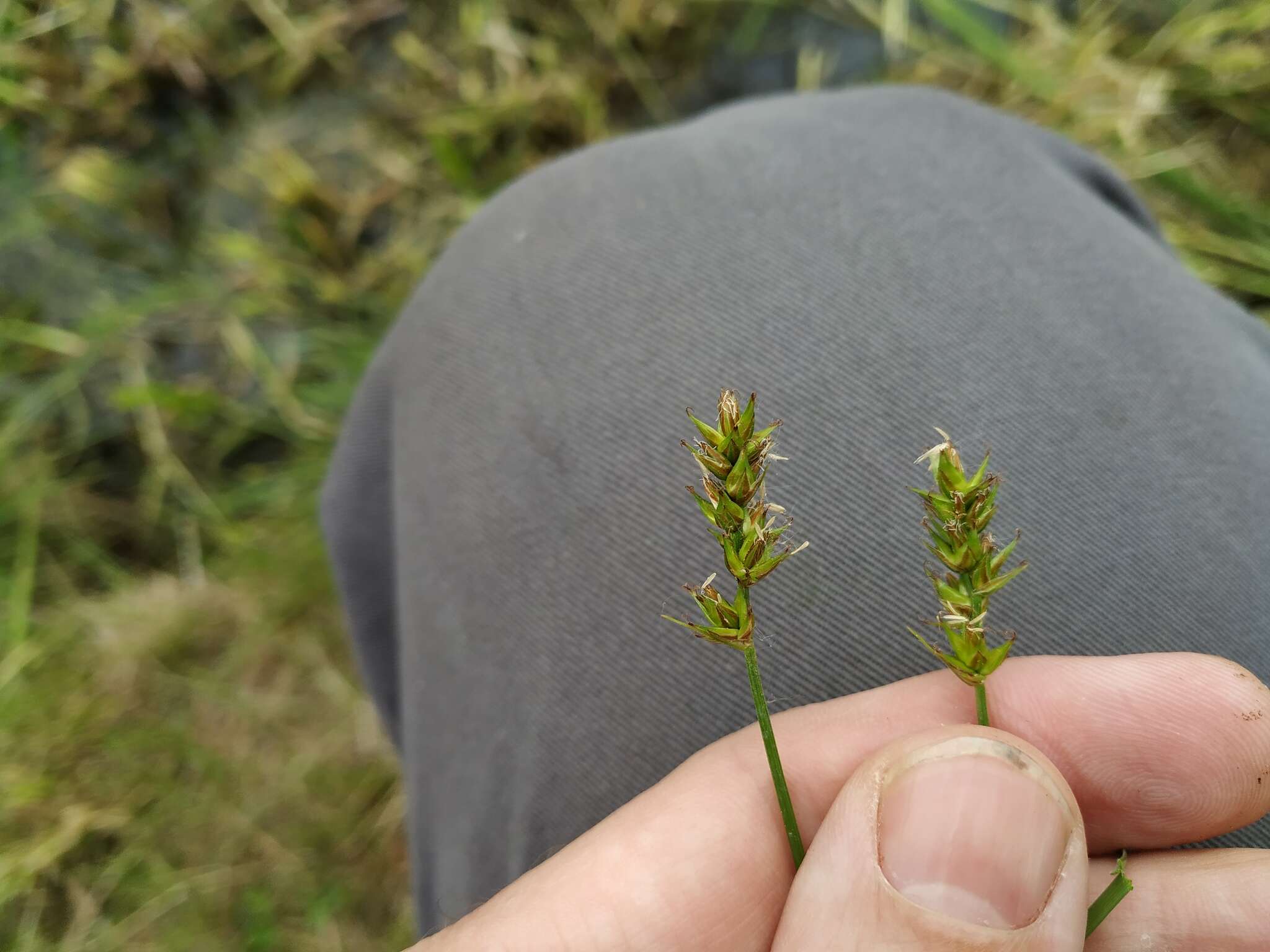 Image de Carex spicata Huds.