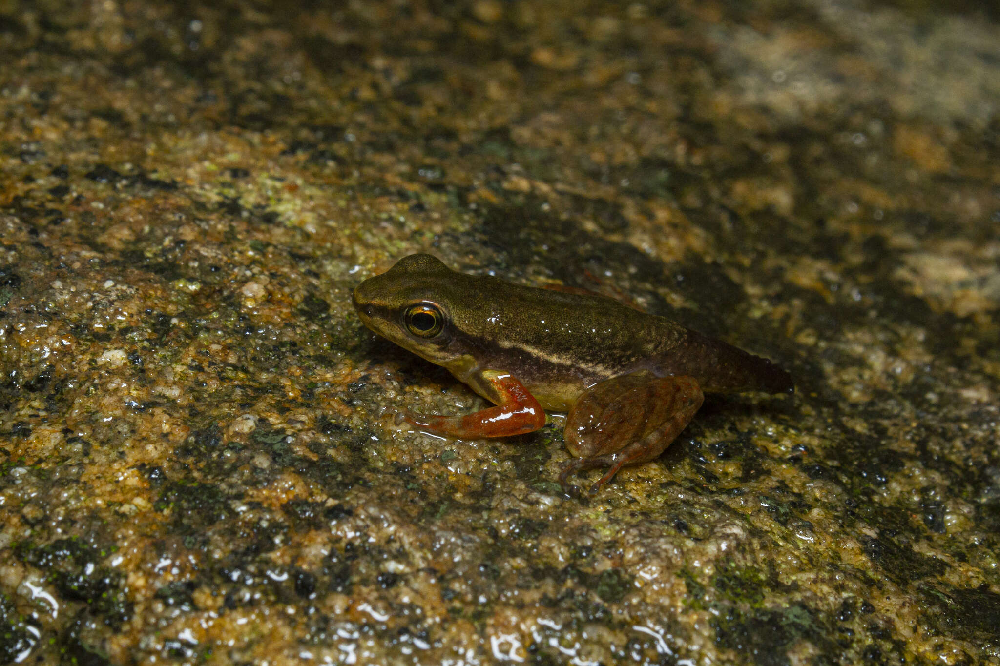 Sivun Hylodes phyllodes Heyer & Cocroft 1986 kuva