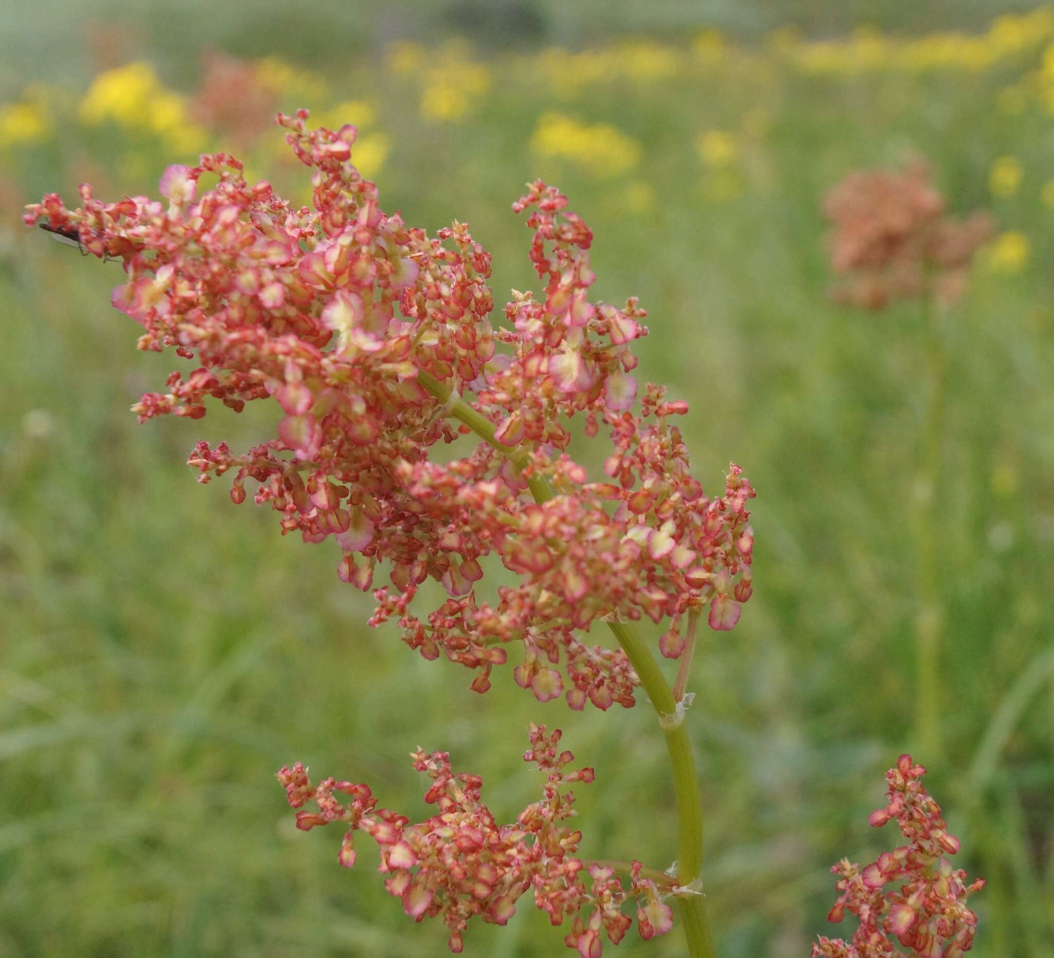 Imagem de Rumex turcomanicus (Rech. fil.) Czer.